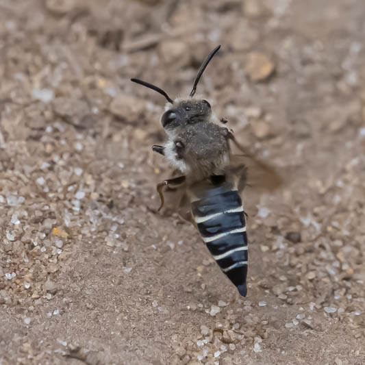 Coelioxys rufescens (Rufescent Sharp-tail Bee).jpg